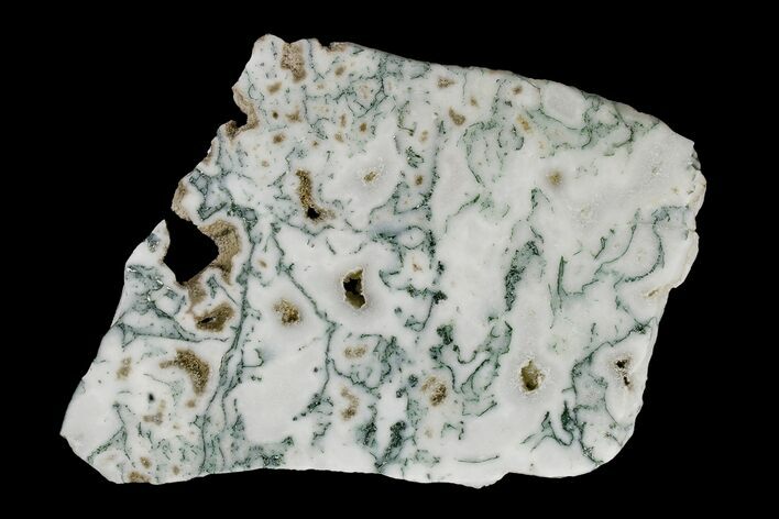 Polished Tree Agate Slab - India #167467
